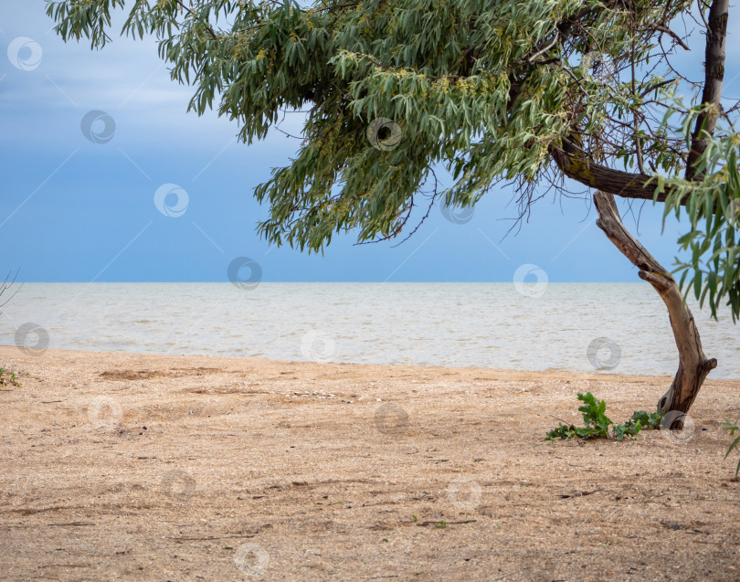 Скачать Дерево на пляже, песок на переднем плане, море и небо на заднем плане. фотосток Ozero