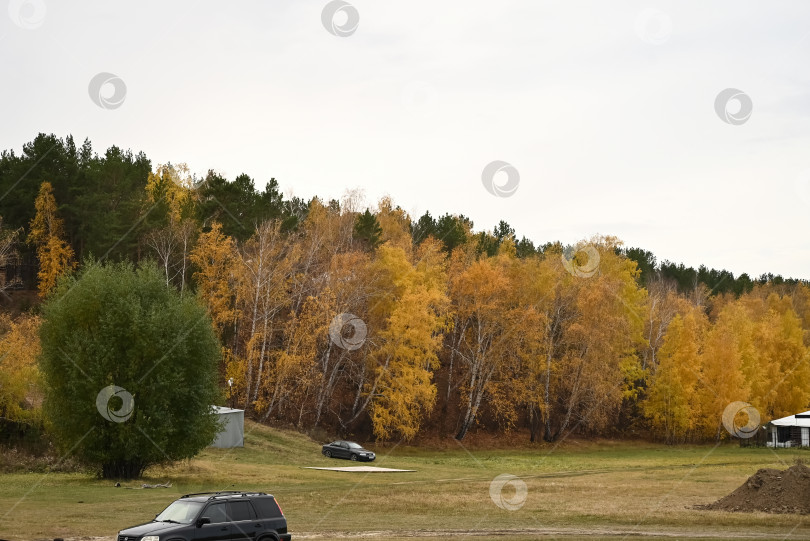 Скачать дорога в осенний лес, осенние листья крупным планом фотосток Ozero