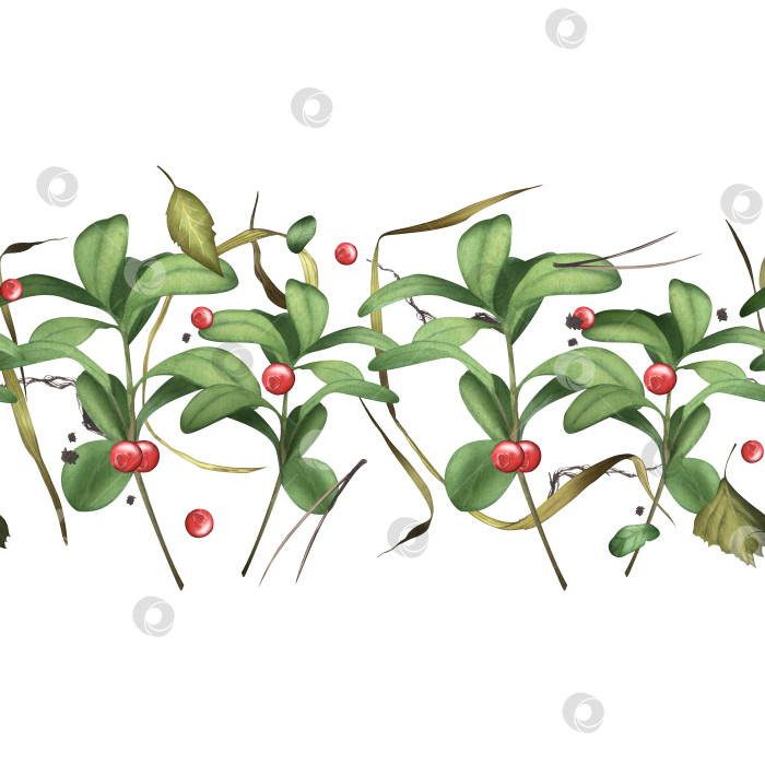 Скачать Клюква. Дикие ягоды. Бесшовный узор из лесных ягод с ветками и травой. Акварельная иллюстрация для текстильного дизайна, фона, упаковки фотосток Ozero