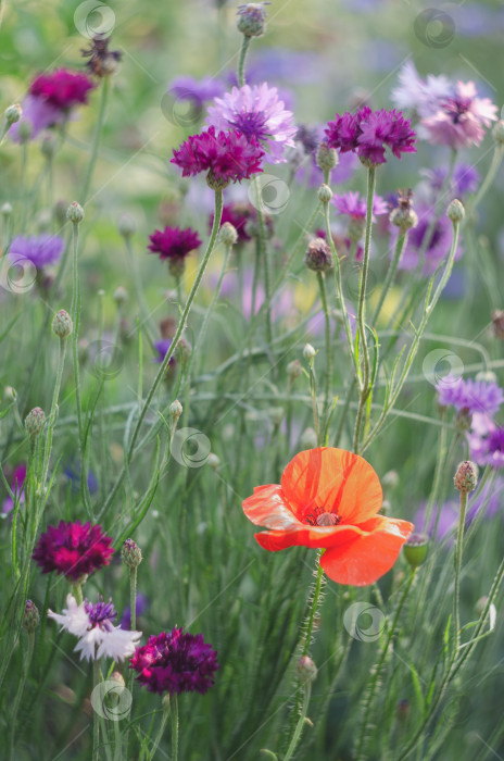 Скачать Летние полевые цветы, освещенные солнцем. фотосток Ozero