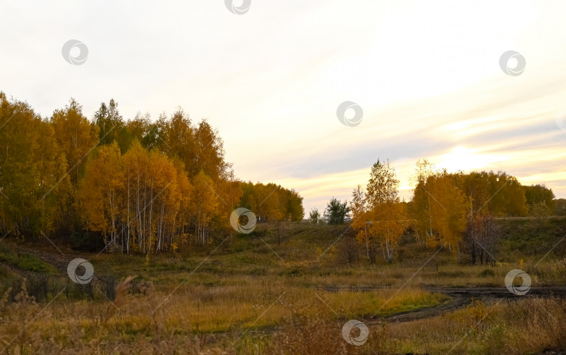 Скачать дорога в осенний лес, осенние листья крупным планом фотосток Ozero