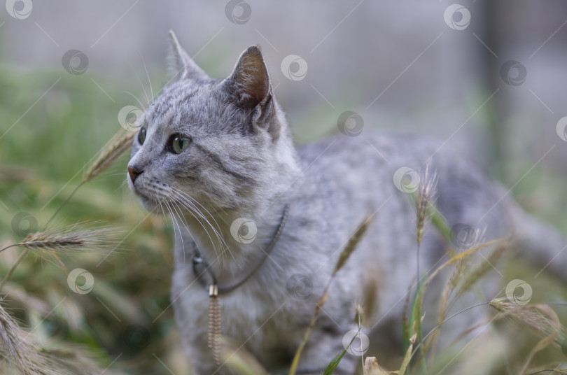 Скачать Красивая, серая, домашняя кошка в элегантном ошейнике среди травы фотосток Ozero