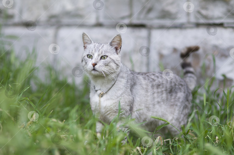 Скачать Красивая, серая, домашняя кошка в элегантном ошейнике на траве фотосток Ozero