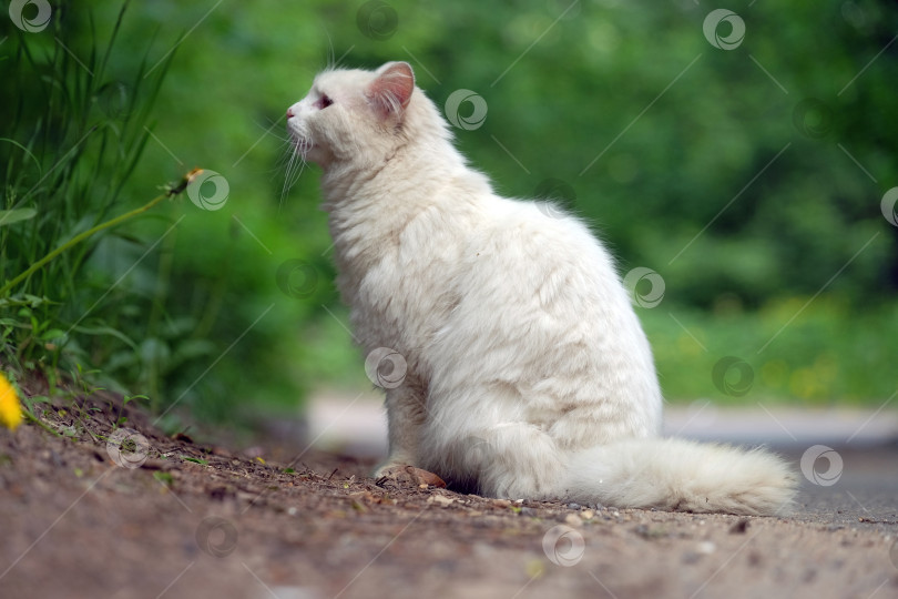 Скачать Красивая белая кошка фотосток Ozero