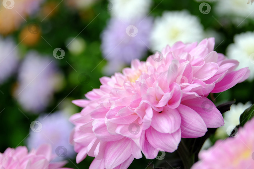 Скачать Розовая хризантема крупным планом фотосток Ozero