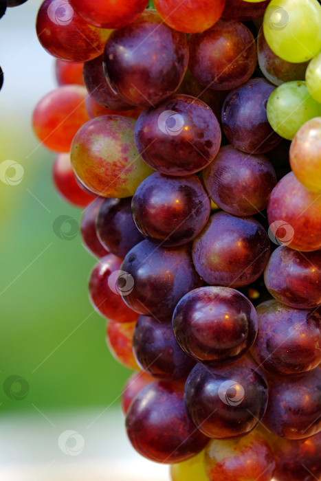 Скачать Гроздь винограда фотосток Ozero