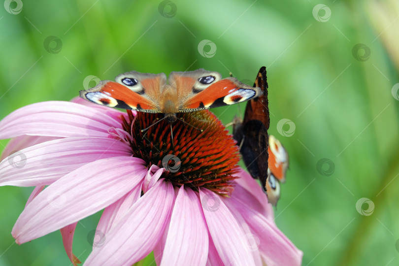 Скачать Бабочка на цветке фотосток Ozero
