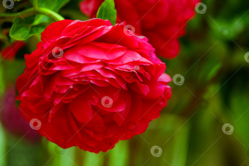 Скачать Красный цветок крупным планом фотосток Ozero