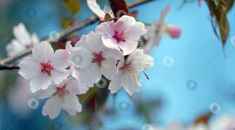 Скачать Цветы сакуры на размытом фоне фотосток Ozero