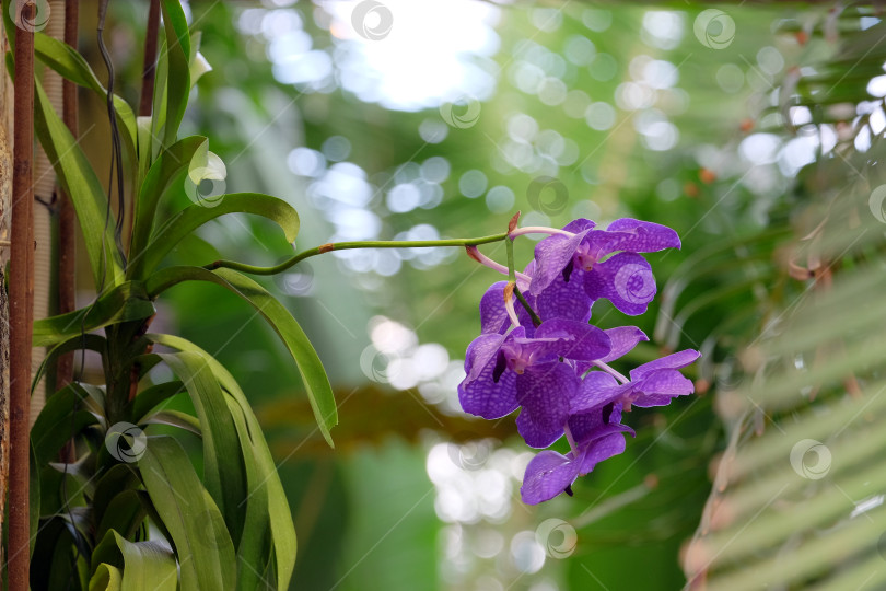 Скачать Орхидея на размытом фоне фотосток Ozero