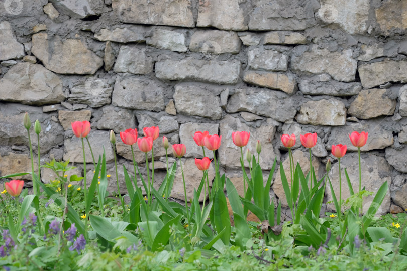 Скачать цветущие тюльпаны на фоне стены фотосток Ozero
