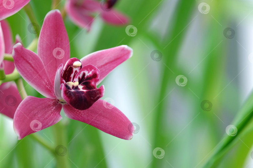 Скачать Прекрасная цветущая орхидея фотосток Ozero