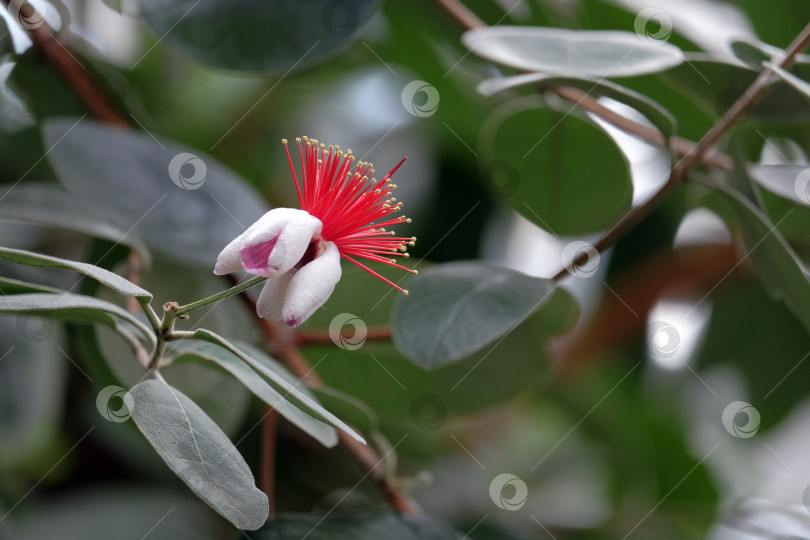 Скачать Прекрасный цветок фейхоа фотосток Ozero