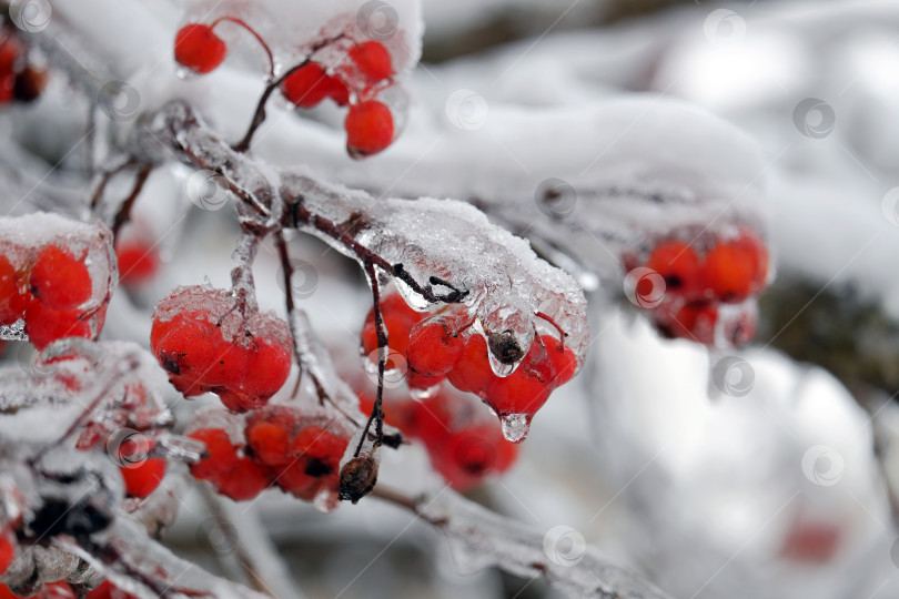 Скачать Замороженные ягоды рябины фотосток Ozero