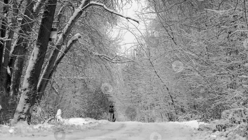 Скачать Зимняя дорога в сельской местности фотосток Ozero