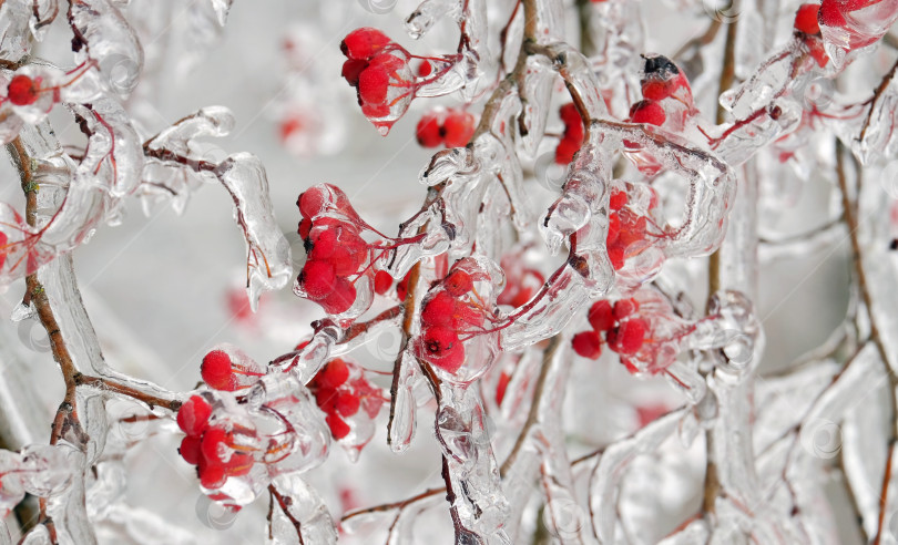 Скачать Замороженные ягоды рябины фотосток Ozero