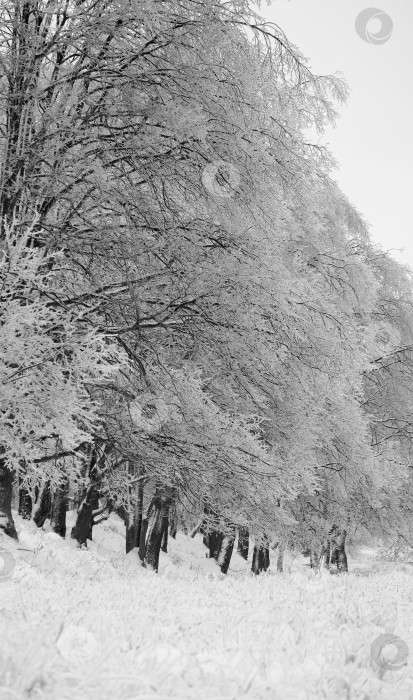 Скачать Деревья в снегу фотосток Ozero