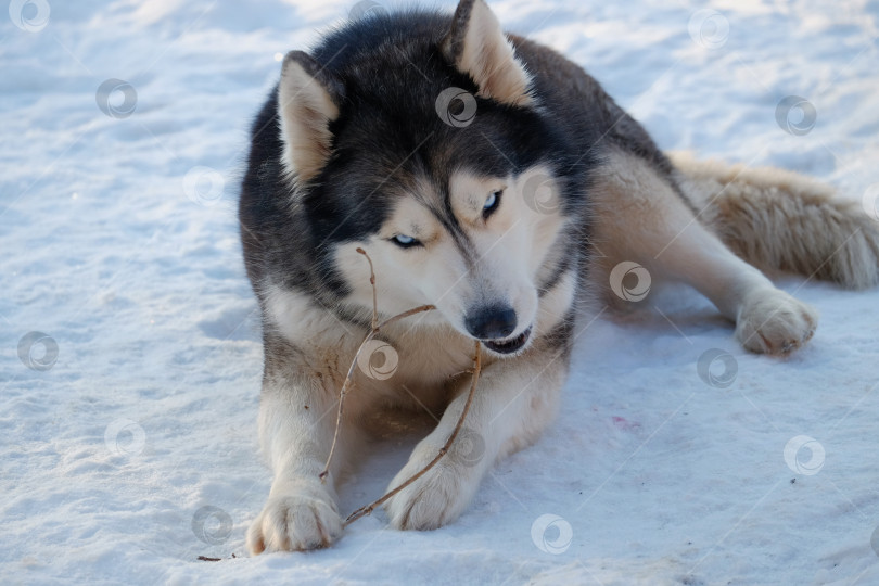 Скачать Собака породы хаски на снегу фотосток Ozero