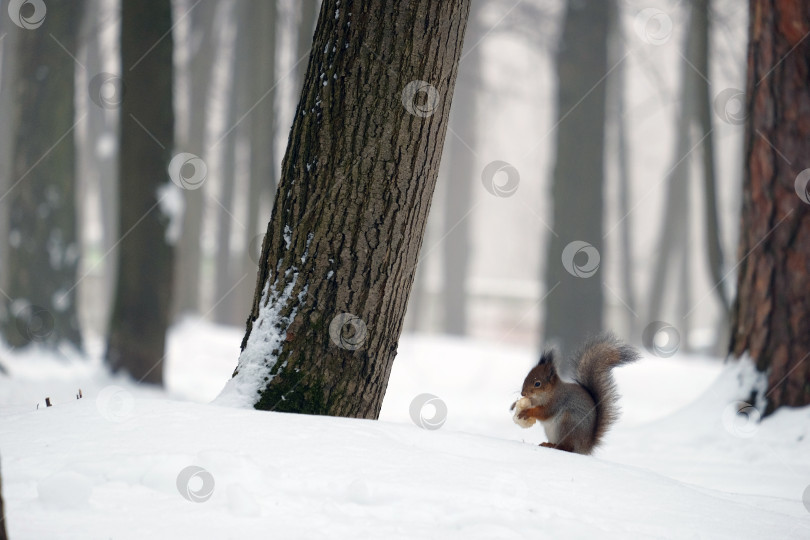 Скачать Белка в зимнем лесу фотосток Ozero