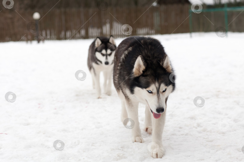 Скачать Собака породы хаски на снегу фотосток Ozero