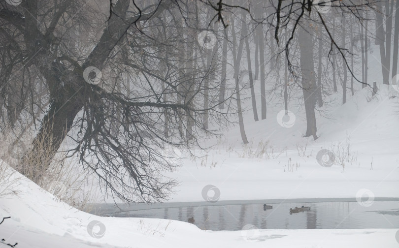 Скачать Пруд в зимнем лесу фотосток Ozero