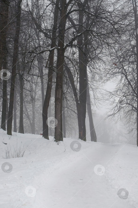 Скачать Зимний лес и туман фотосток Ozero