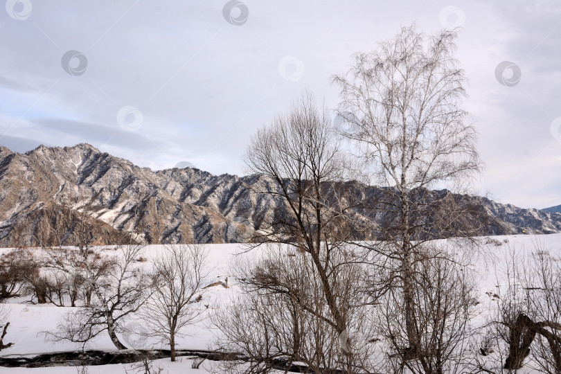 Скачать Взгляд сквозь стволы берез на широкую поляну в снегу и высокие горы ясным зимним вечером перед заходом солнца. фотосток Ozero