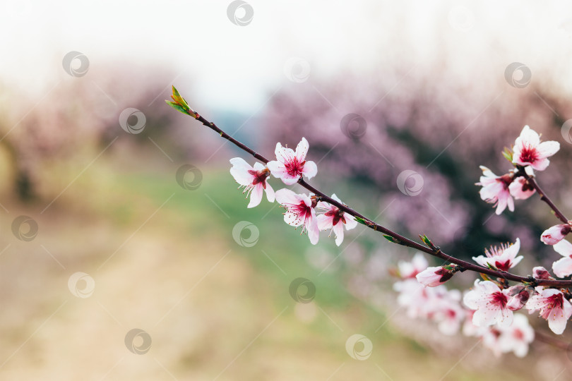 Скачать Весеннее цветущее персиковое дерево в саду фотосток Ozero