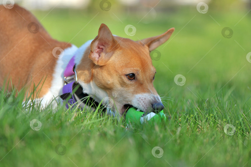 Скачать Крупный план собаки, жующей резиновую игрушку фотосток Ozero