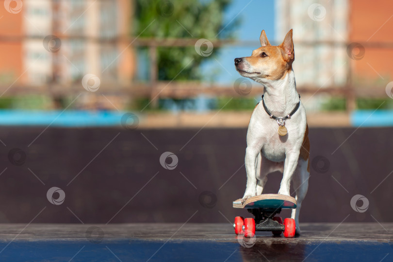 Скачать Маленькая собачка на скейтборде смотрит в сторону фотосток Ozero