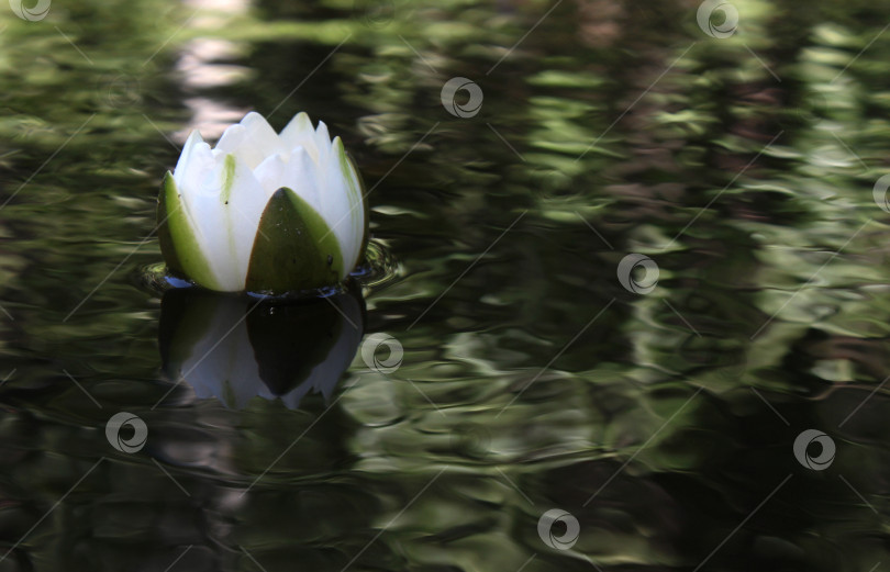 Скачать Белая лилия в воде лесного озера, летний день фотосток Ozero