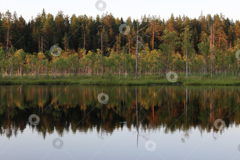 Скачать Лес, отражающийся на спокойном берегу озера, Россия фотосток Ozero
