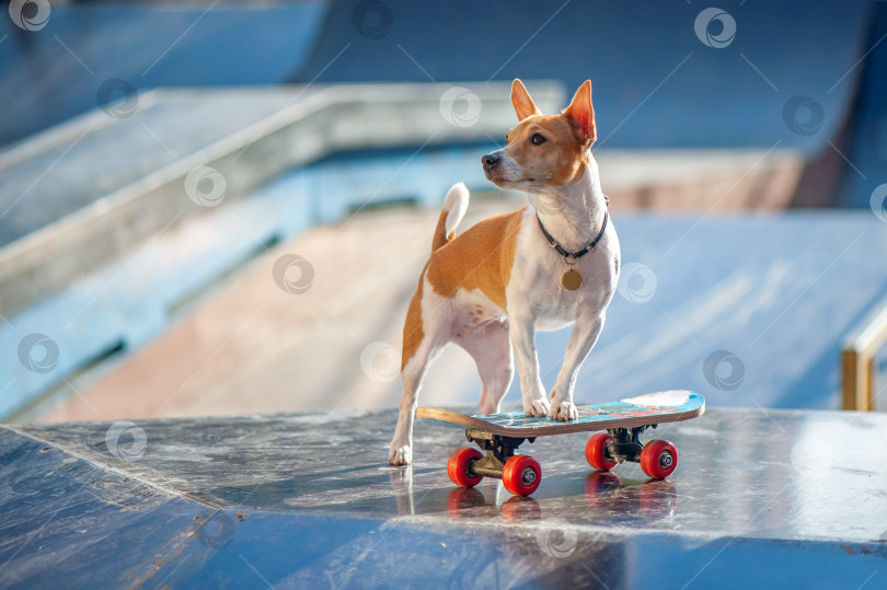 Скачать Сдержанный портрет маленькой собачки, катающейся на коньках, на открытом воздухе фотосток Ozero