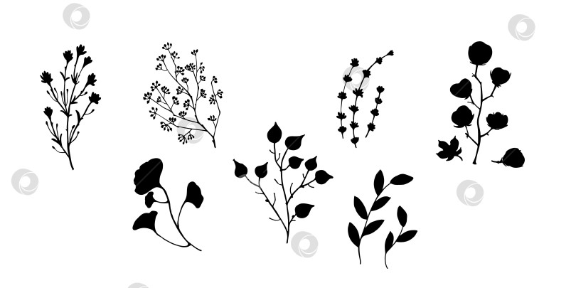 Скачать Черные векторные сухие травы, сухоцветы. Иллюстрация натуральной медицины. Хлопок, листья и веточки фотосток Ozero