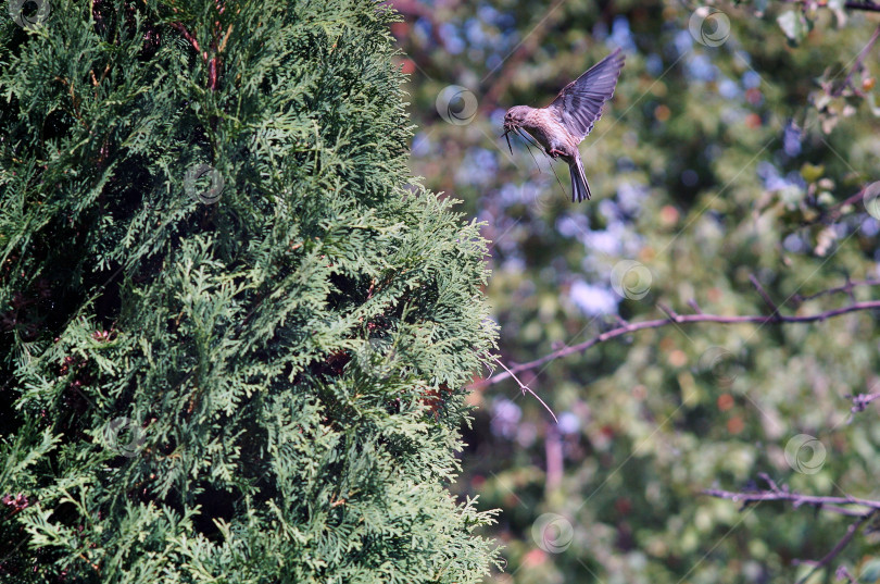 Скачать Птица летит с кормом к гнезду фотосток Ozero