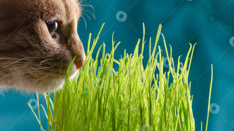 Скачать кошка ест траву. фотосток Ozero