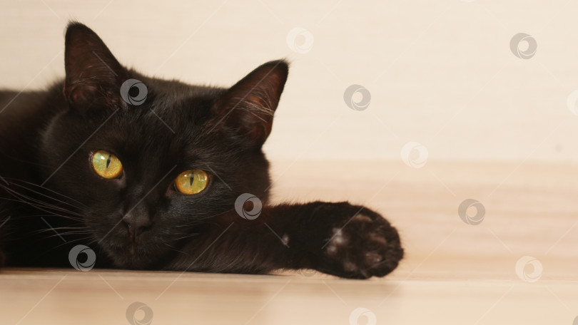 Скачать Черная кошка на полу фотосток Ozero