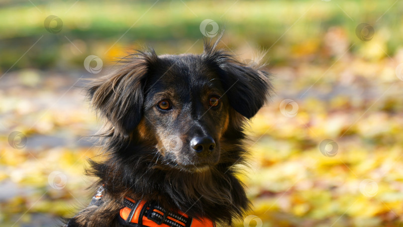 Скачать Внимательная собака на ковре из желтых листьев фотосток Ozero