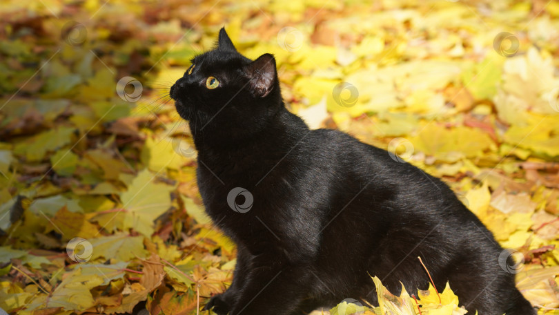 Скачать Черная кошка на осеннем фоне фотосток Ozero