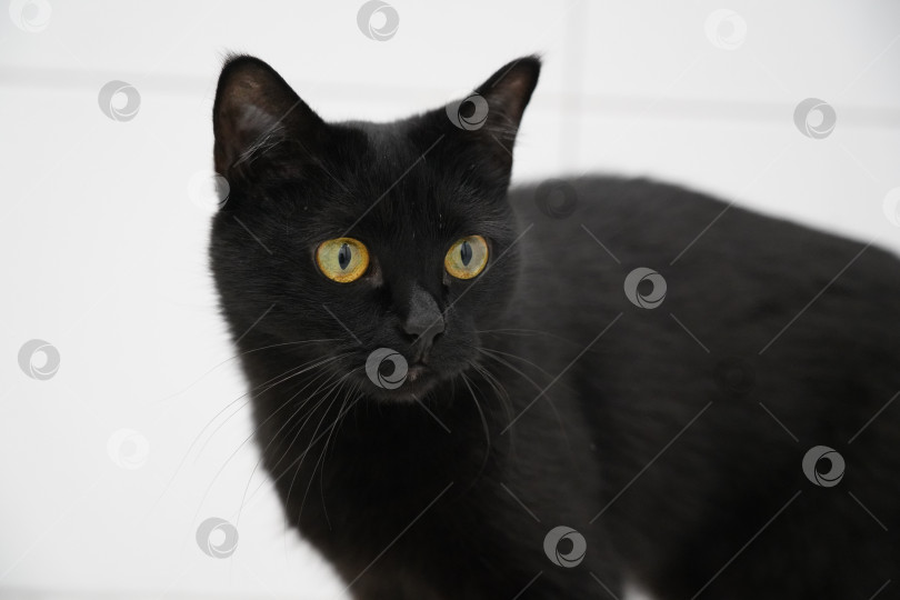 Черная кошка на белом фоне - Ozero - российский фотосток