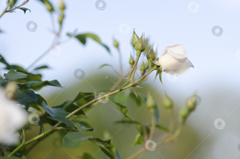 Скачать Красивая, нежная белая роза на размытом фоне фотосток Ozero