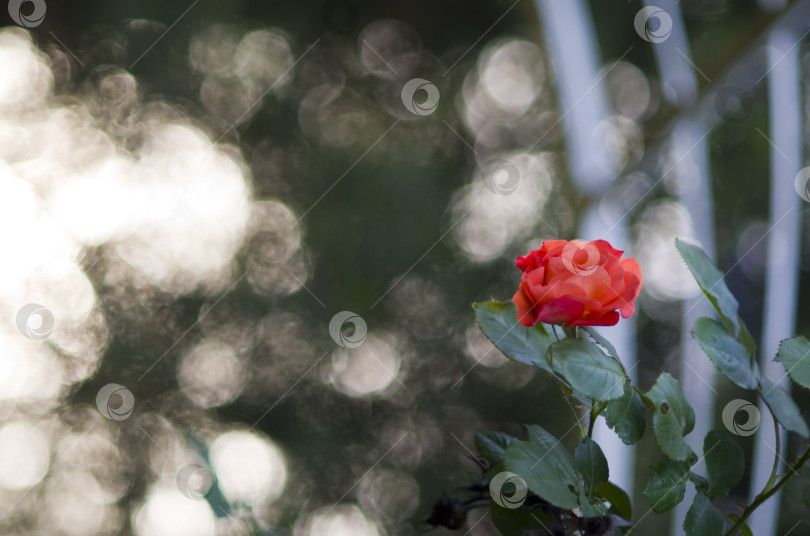 Скачать Красивая, красная роза на фоне боке фотосток Ozero