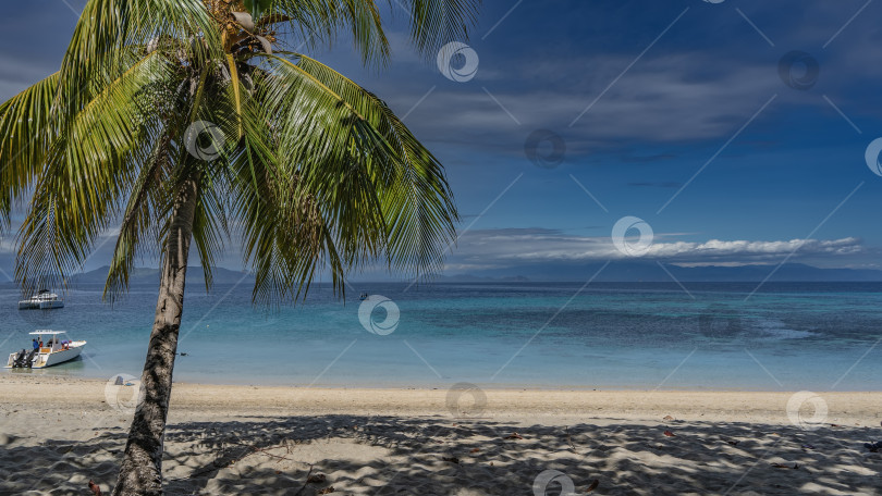 Скачать Пальма склонилась над пляжем. Тени на песке. фотосток Ozero
