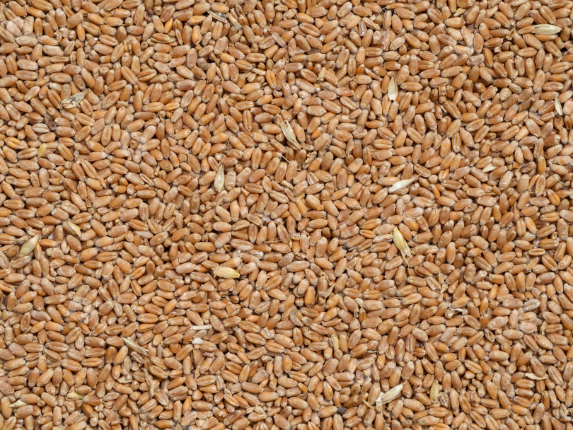 Скачать Вид зерен пшеницы сверху. Естественный фон натуральных необработанных семян пшеницы фотосток Ozero