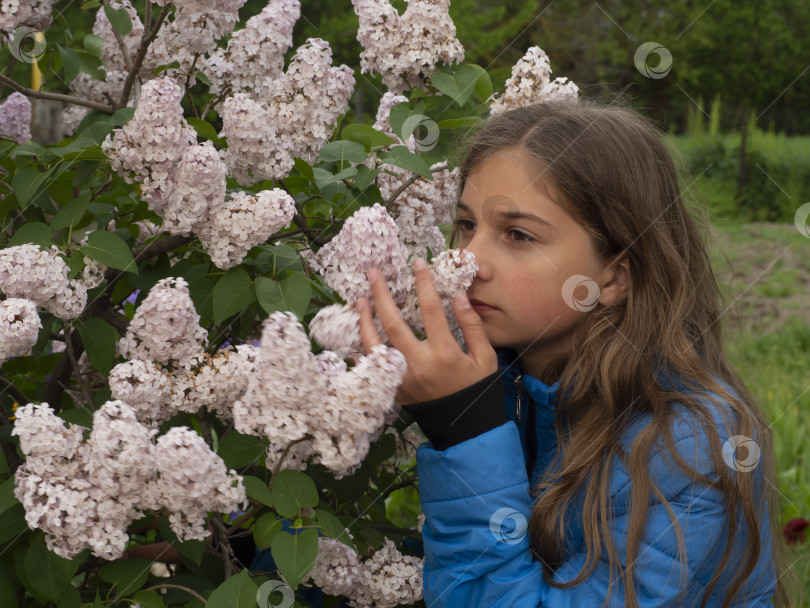 Скачать Девочка-подросток в синей куртке нюхает розовые цветы сирени. Молодая симпатичная девушка наслаждается цветочным ароматом в весеннем саду. Сцена из реальной жизни. Счастье и удовольствие фотосток Ozero