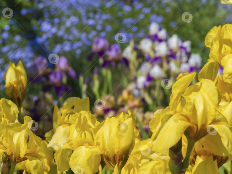 Скачать Прекрасный пейзаж цветущего весеннего сада, цветочная рамка из желтых цветов ириса. Разноцветные ирисы на клумбе среди сочной зелени фотосток Ozero