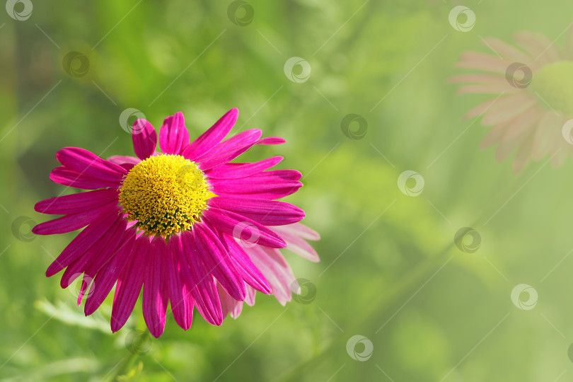 Скачать Праздничная весенняя цветочная открытка - розово-фиолетовый цветок маргаритки. Крупный план красно-фиолетовых лепестков цветочных растений в саду на фоне солнечного света и размытого фона, приятный цвет для оформления открытки фотосток Ozero