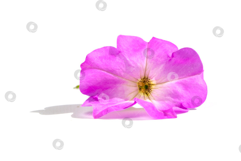 Скачать Нежный розовый цветок на белом фоне. Крупный план розового цветка петунии, выделенного на белом фоне фотосток Ozero