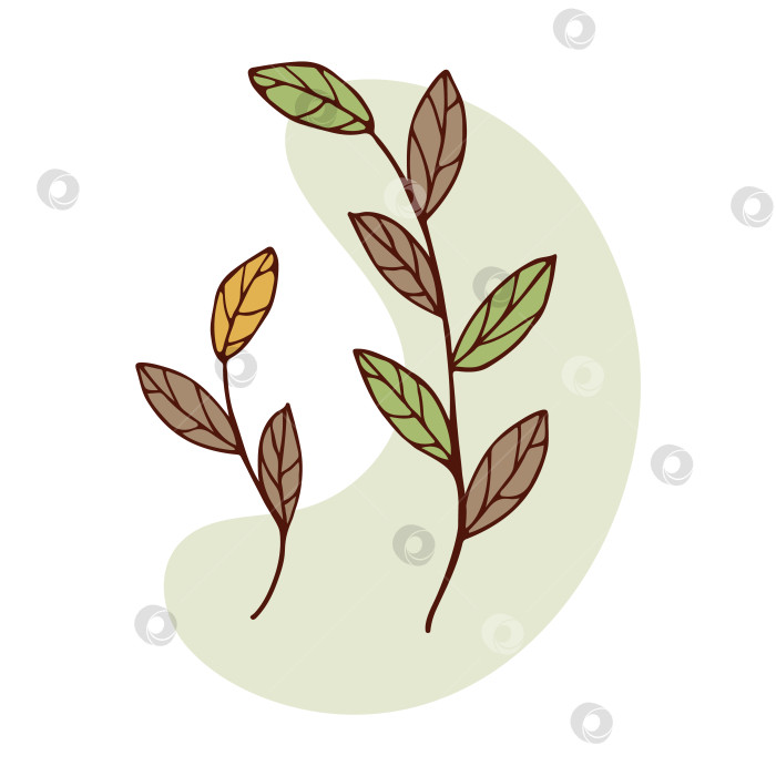 Скачать Ветви с листьями. Векторная иллюстрация с изолированными растениями. Цветные каракули в стиле осенних листьев. фотосток Ozero