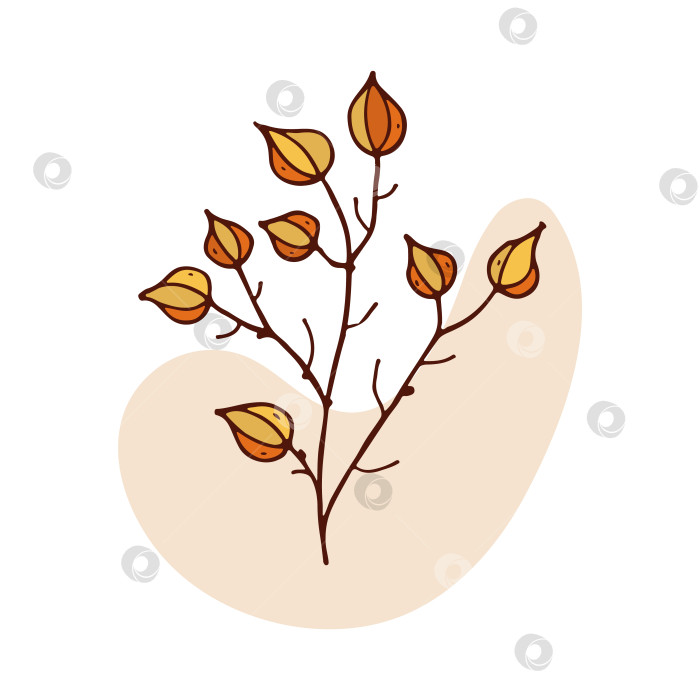 Скачать сухое растение с оранжевыми шариками, изолированная векторная иллюстрация растения. Плоды растения физалис китайский фонарь фотосток Ozero